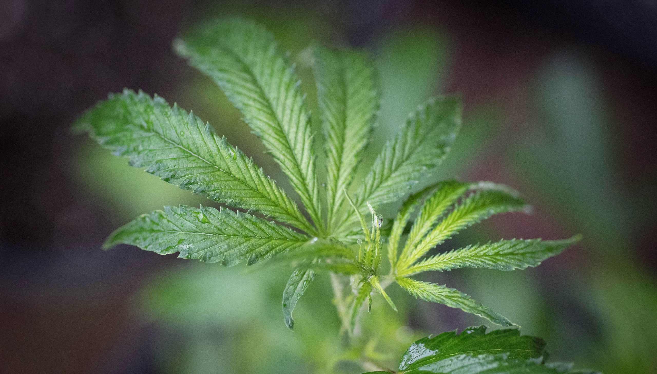 Cannabis