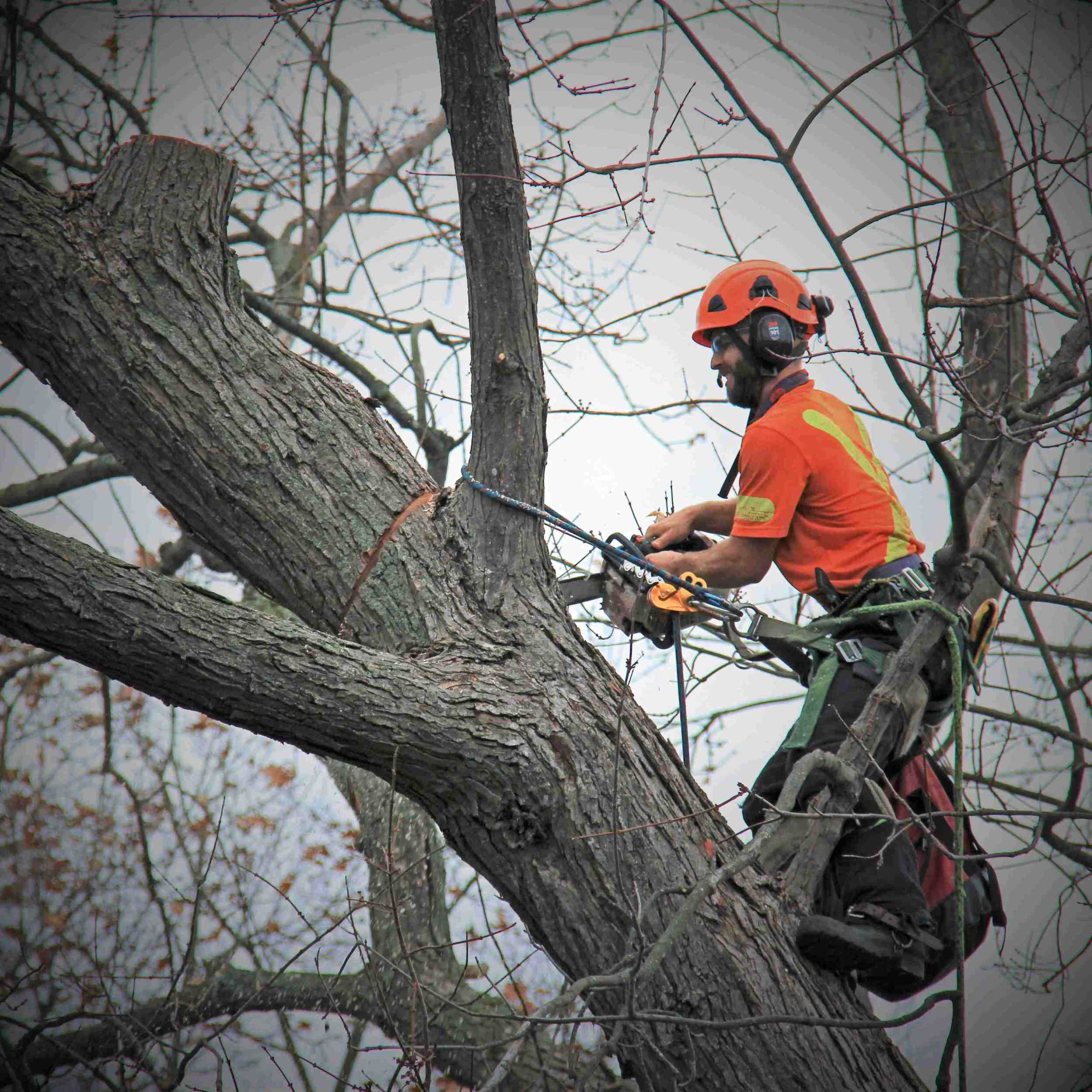 Tree Surgery Services